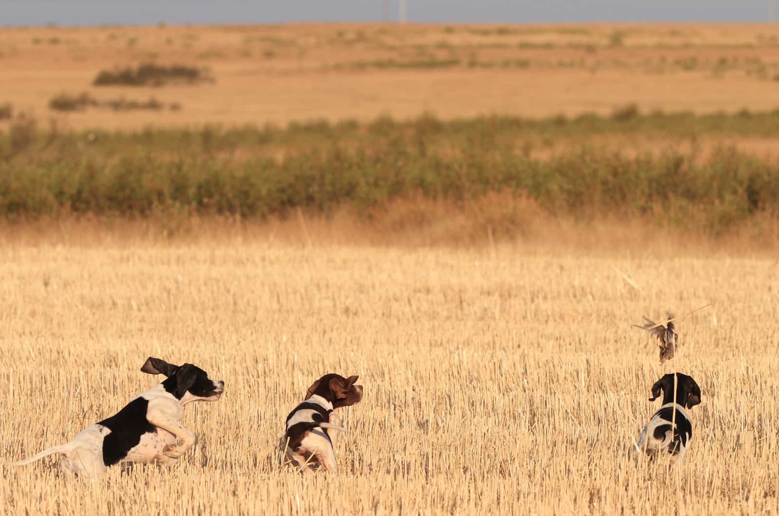 three hunting dogs in a field