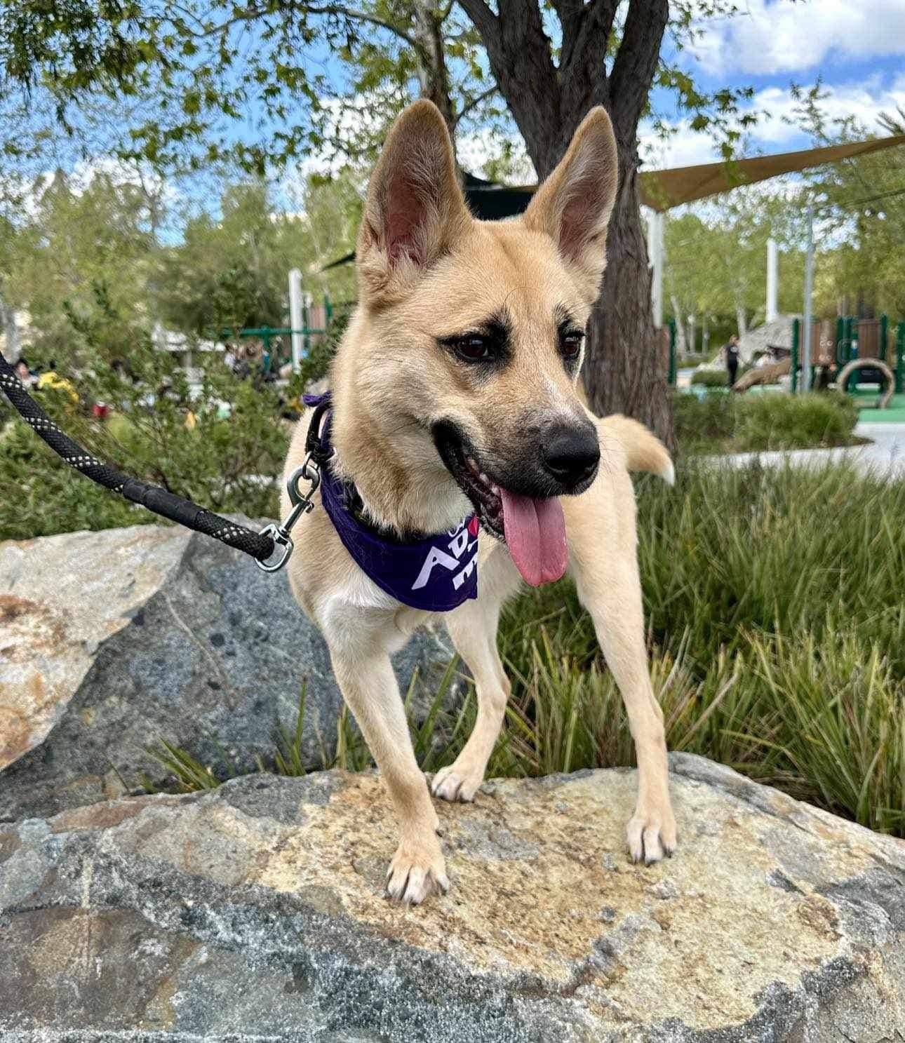 three legged dog on a rock