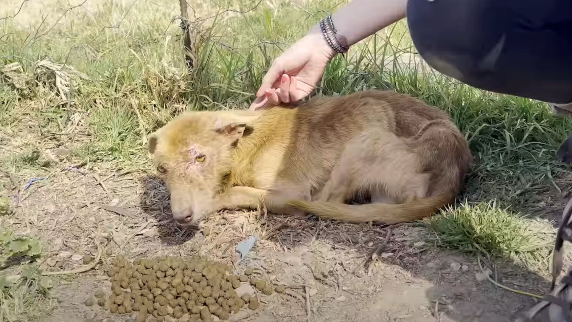 Three-Legged Dog Scared Of Human Touch Changes Coat Color After Being Rescued 