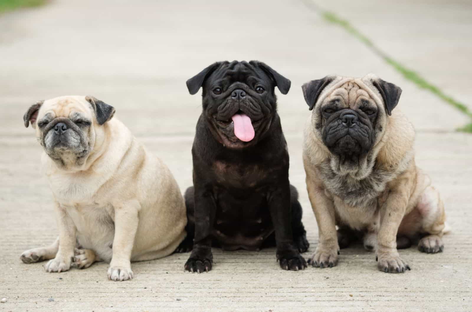 three pug dogs sitting on concrete road