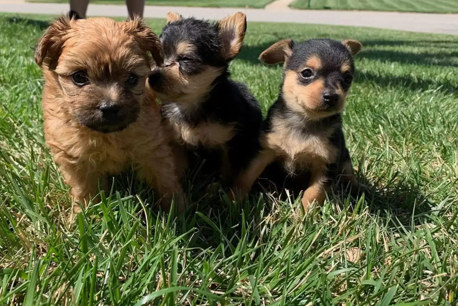 three puppies are sitting in the park on the grass