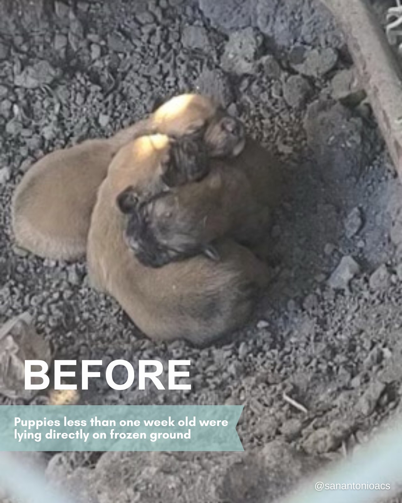 three puppies cuddling