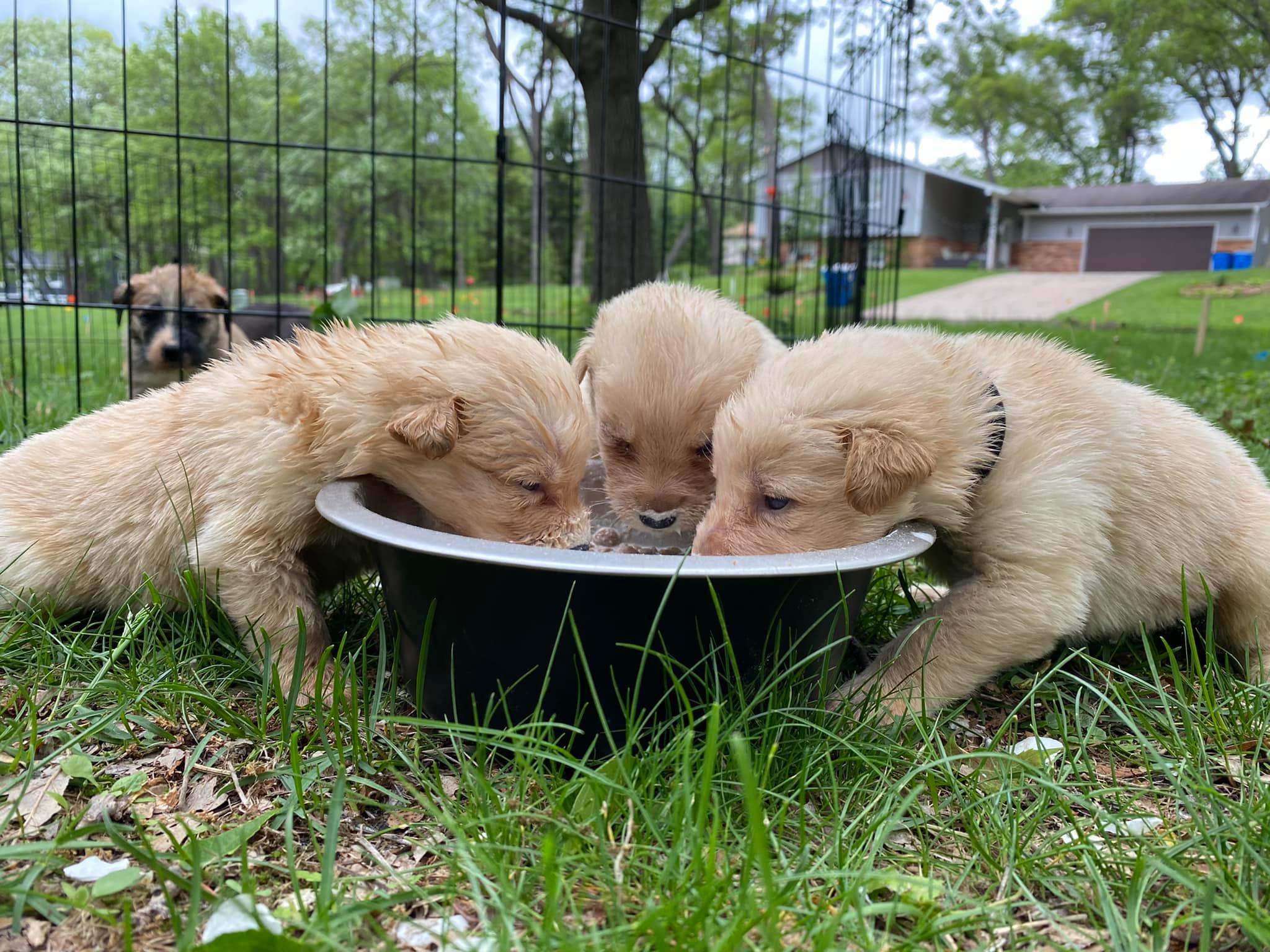 three puppies eating from a bowl