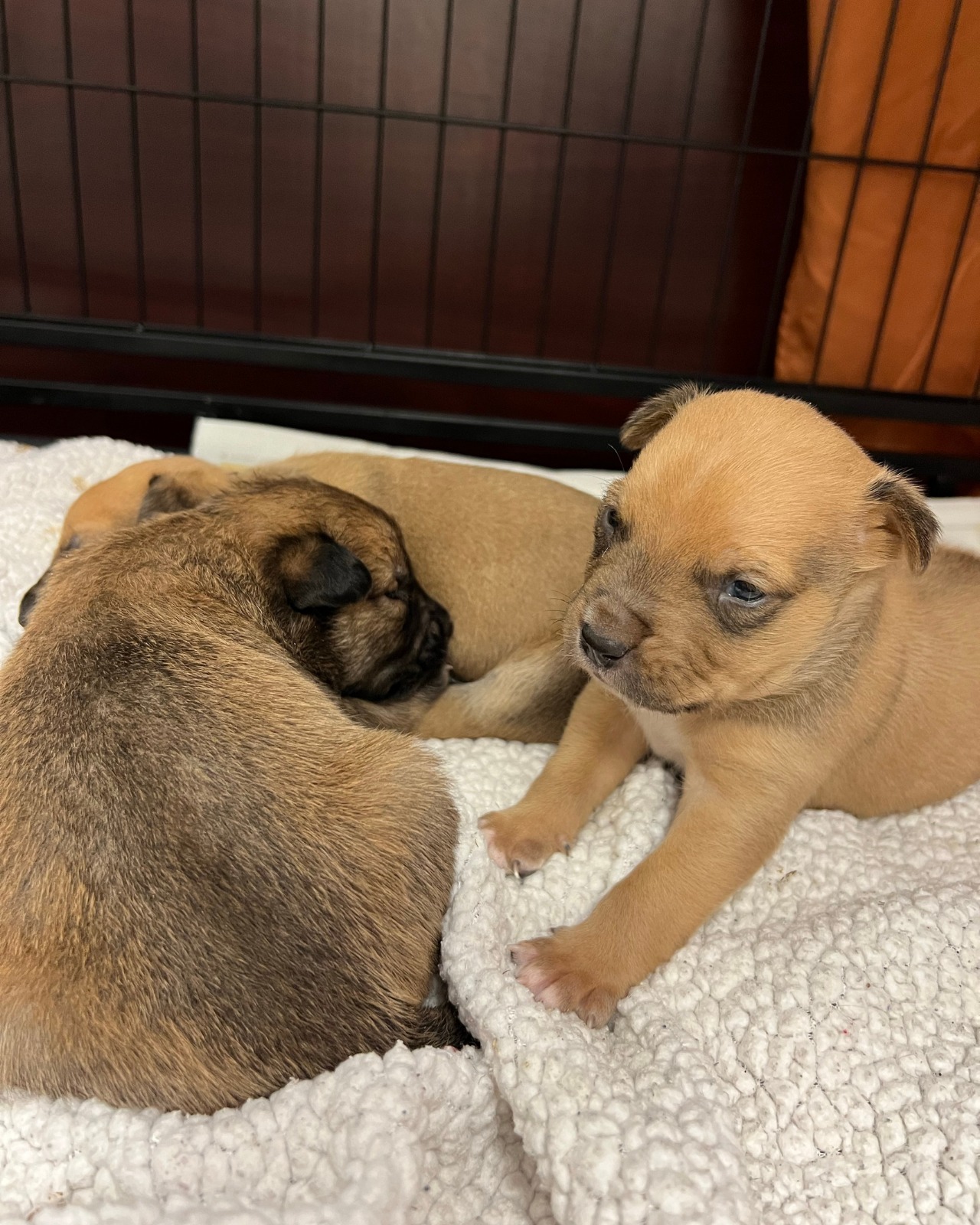 three puppies in the cage