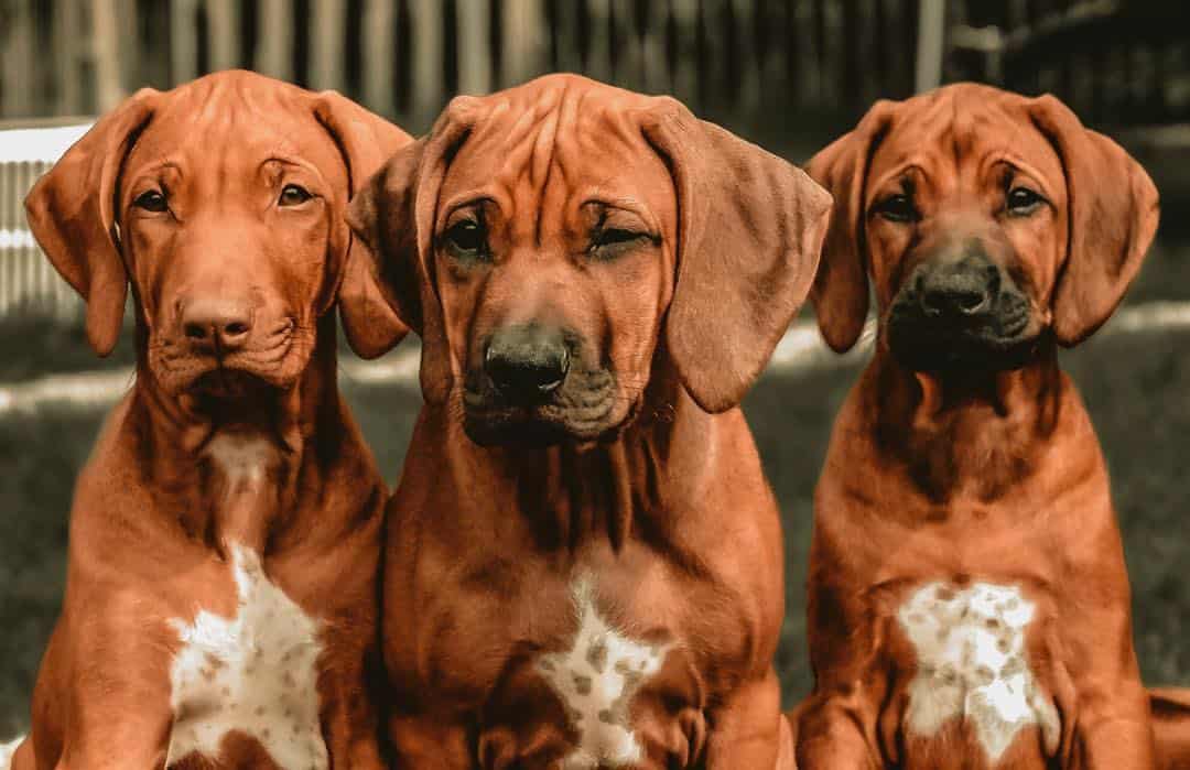 three Rhodesian Ridgeback puppies sitting