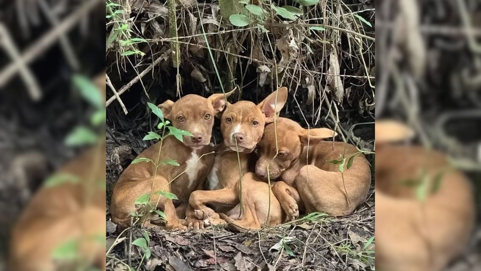 3 Abandoned Puppies Were Lost In A Forest Until Rescuers Noticed Them And Came To Help