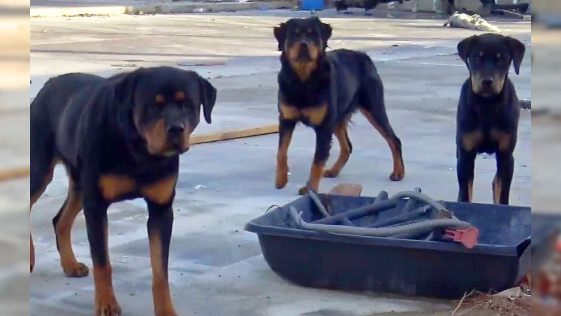 Three Sweet Rottweilers Abandoned Without Food And Water Finally Get Rescued