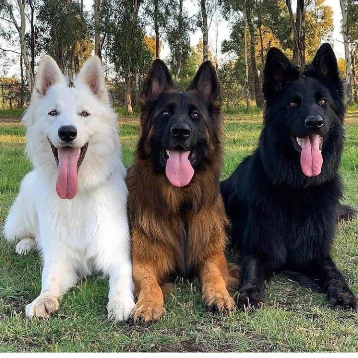 three The German Shepherds sitting on grass