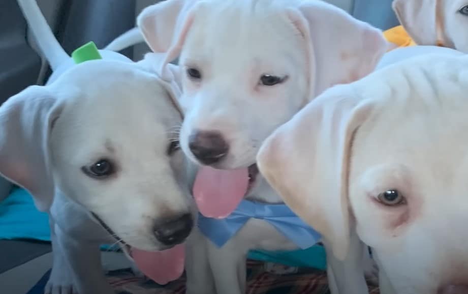 Three white puppies