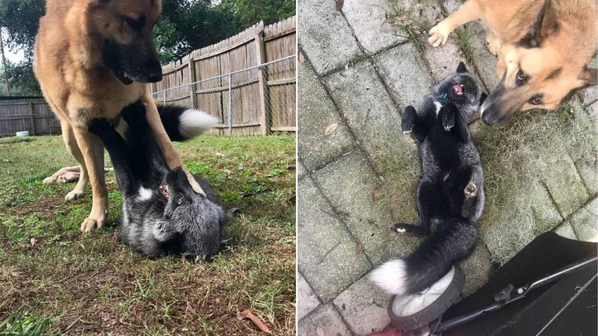 This German Shepherd And His Little Fox Buddy Are Best Friends In The World