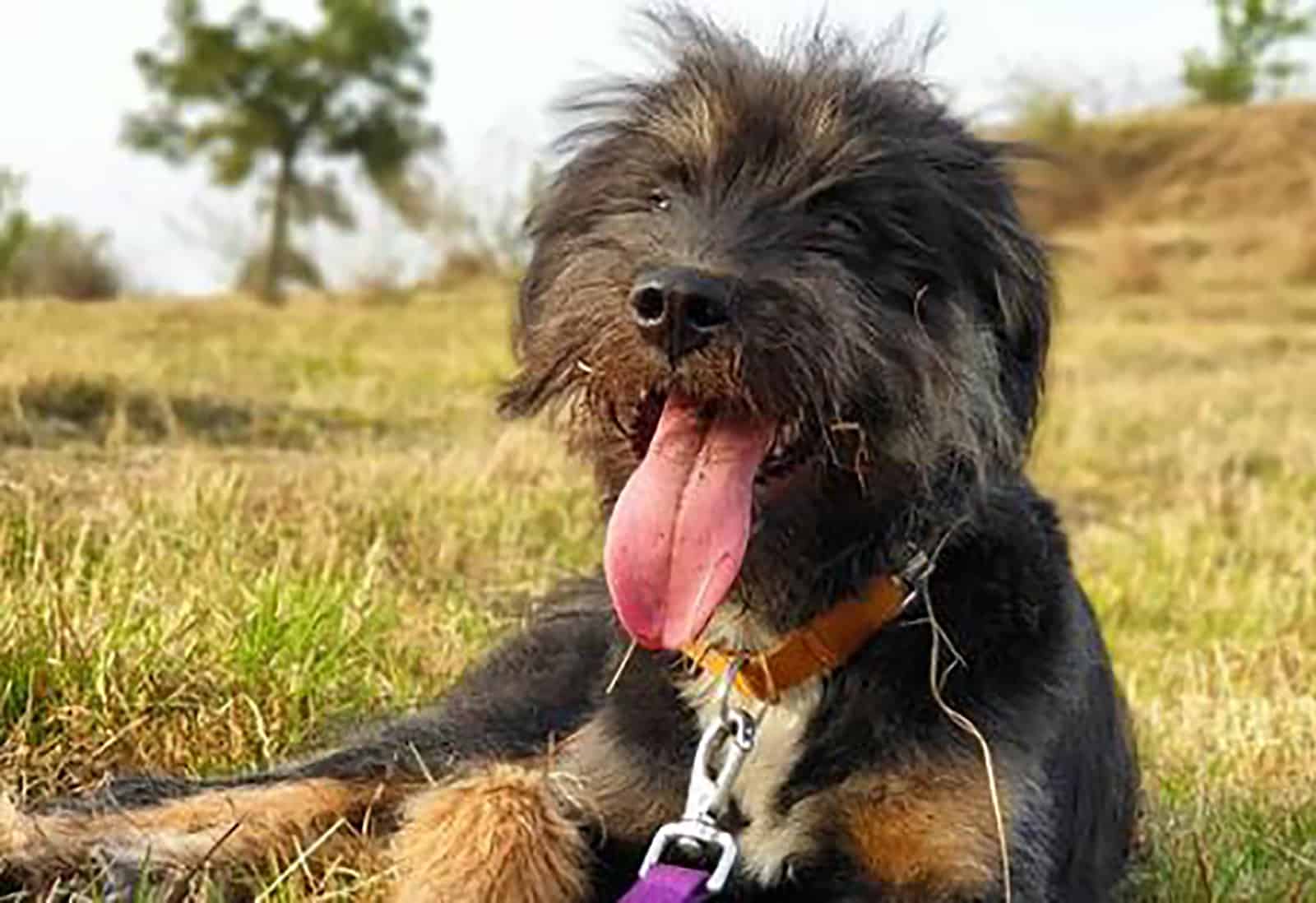 tibetan kyi apso relaxing on the grass