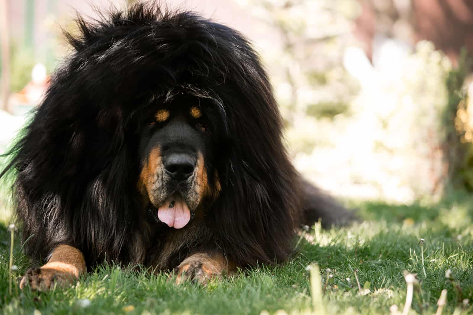 tibetan mastiff dog lying down in the park