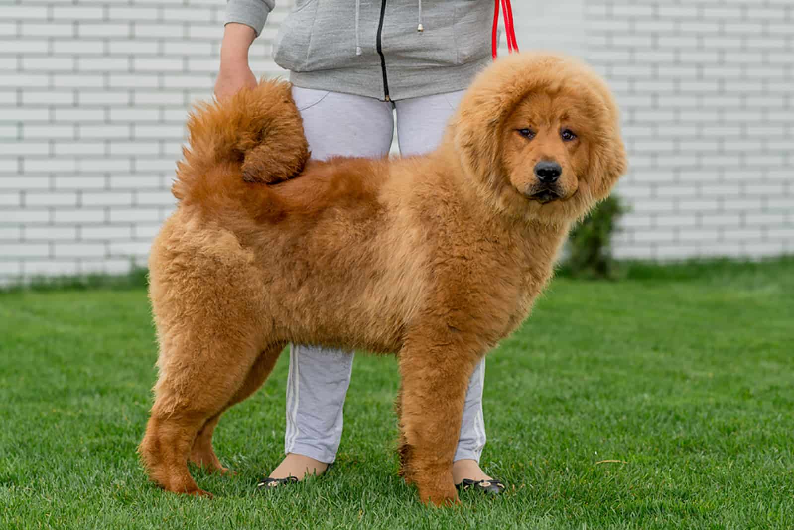 tibetan mastiff dog with his owner