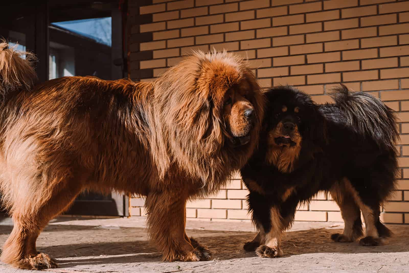 Tibetan Mastiff Growth Chart Shows The Size Of Fluffy Giants