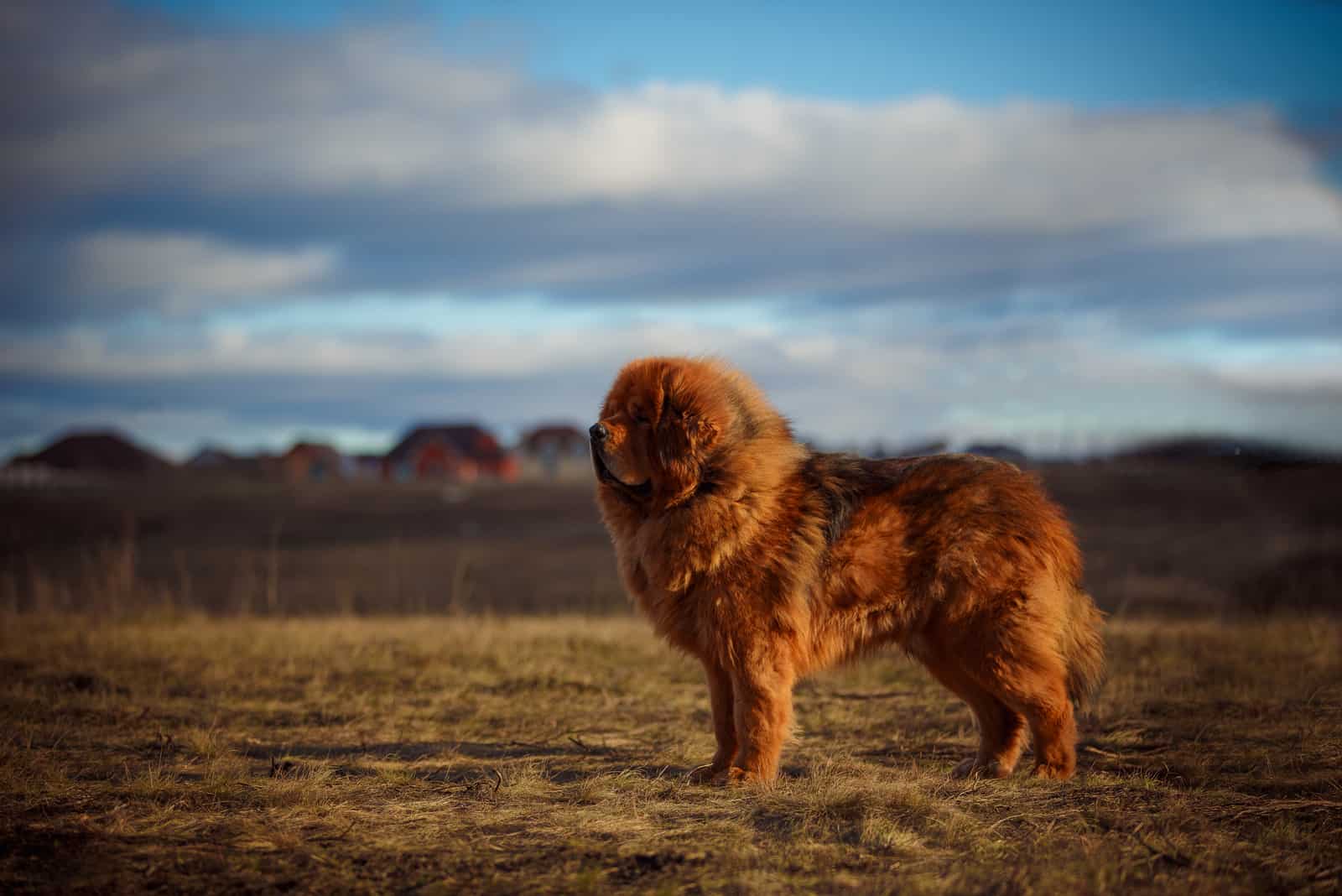 tibetan mastiff in nature