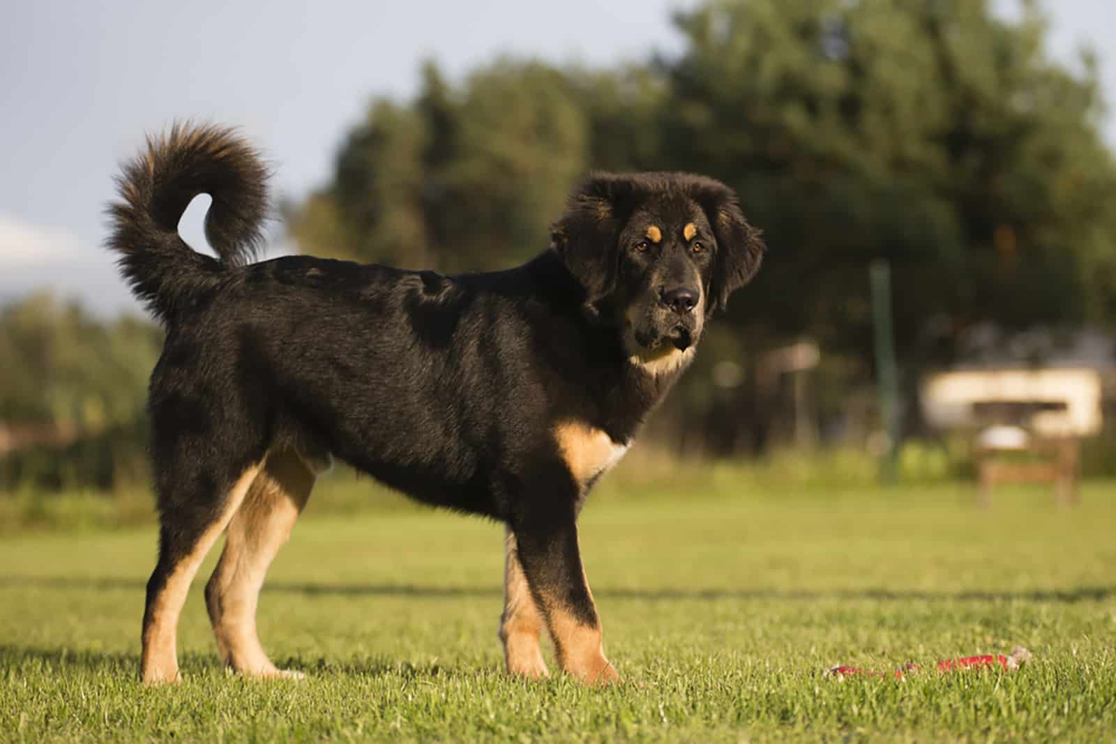 tibetan mastiff puppy standing in a yard