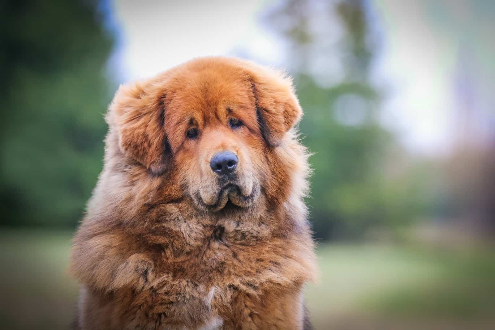 tibetan mastiff with fluffy fur