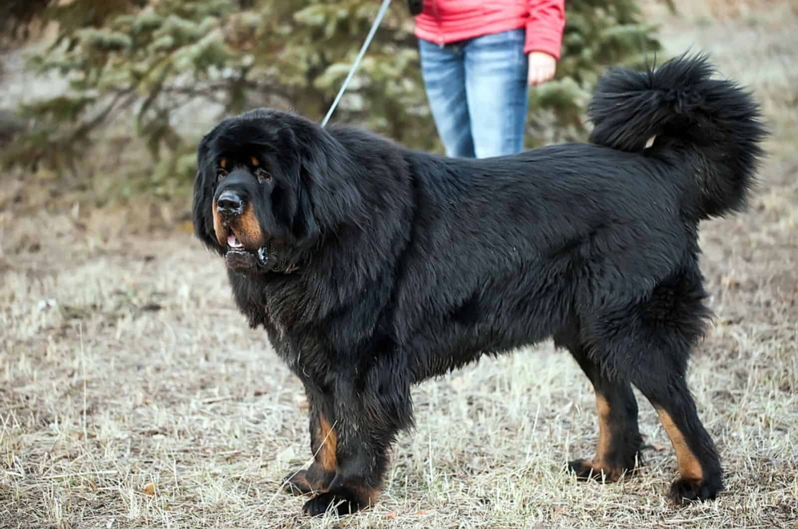 tibetan mastiff on a leash with owner