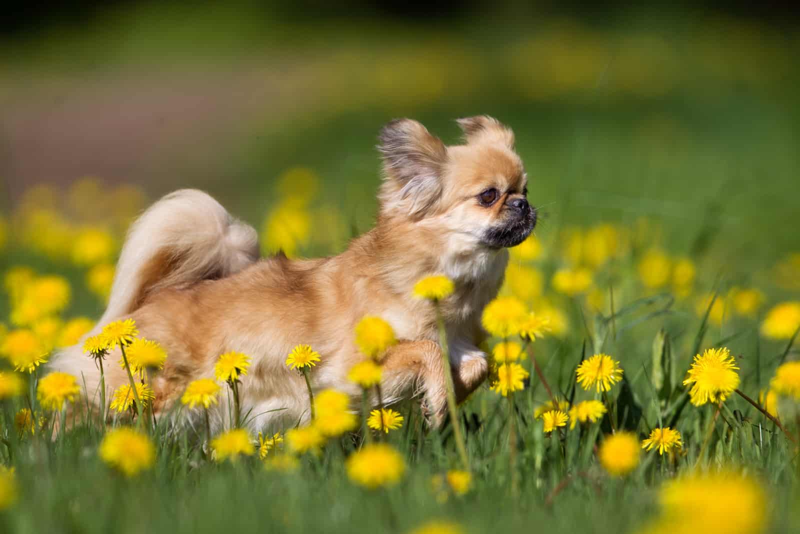 tibetan spaniel