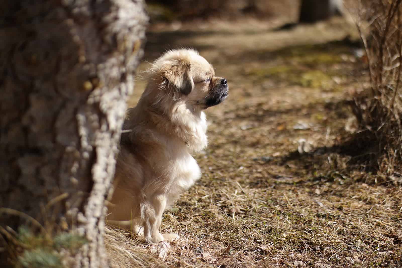 tibetan spaniel dog enjoying spring sunshine