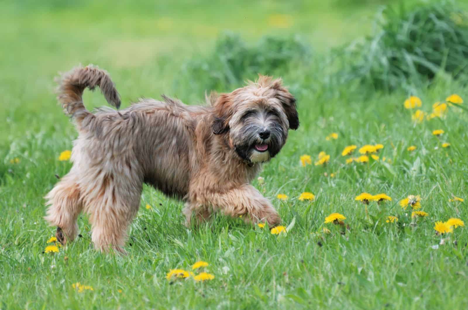 tibetan terrier standing in a meadow