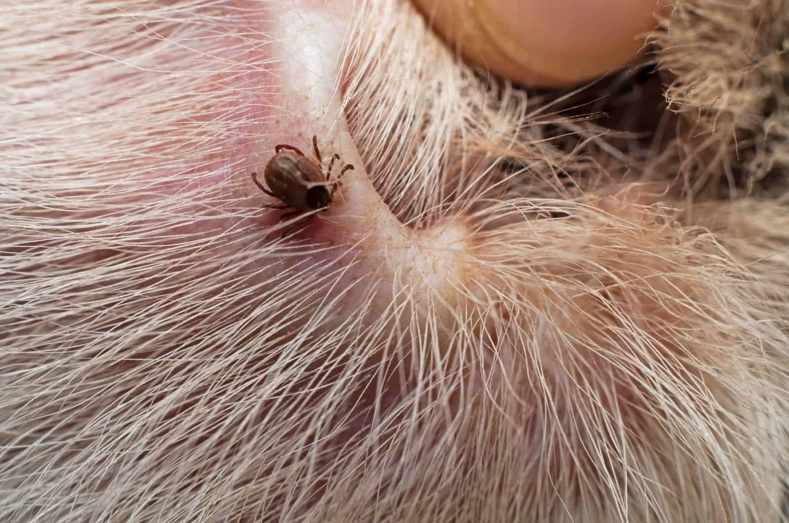 Tick Scab On Dog