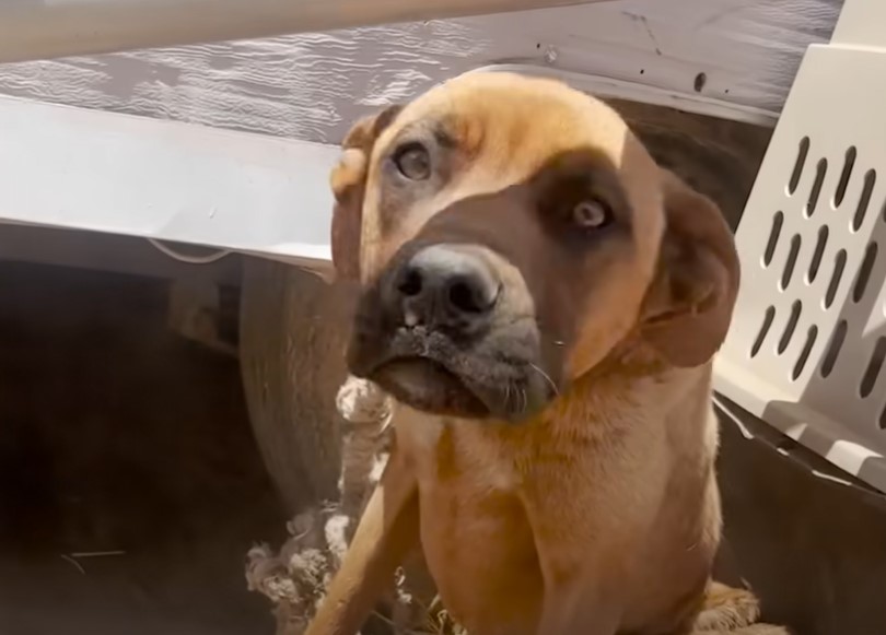 tied dog with a sad look on his face