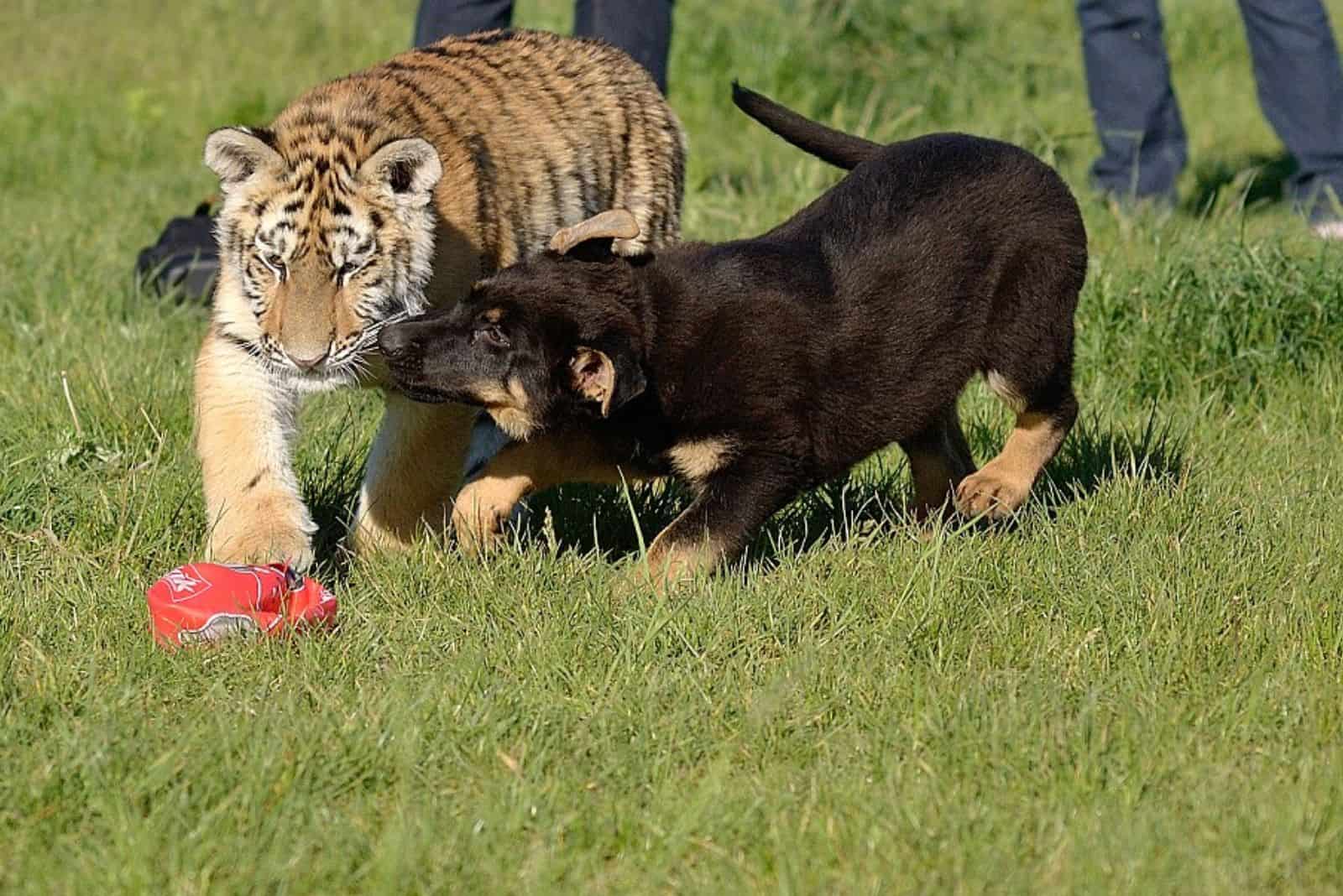 tiger playing with a german shepherd dog on the lawn