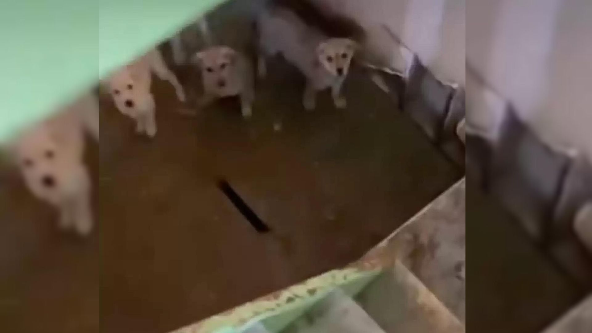 11 Puppies Saved From Terrible Conditions In A Basement