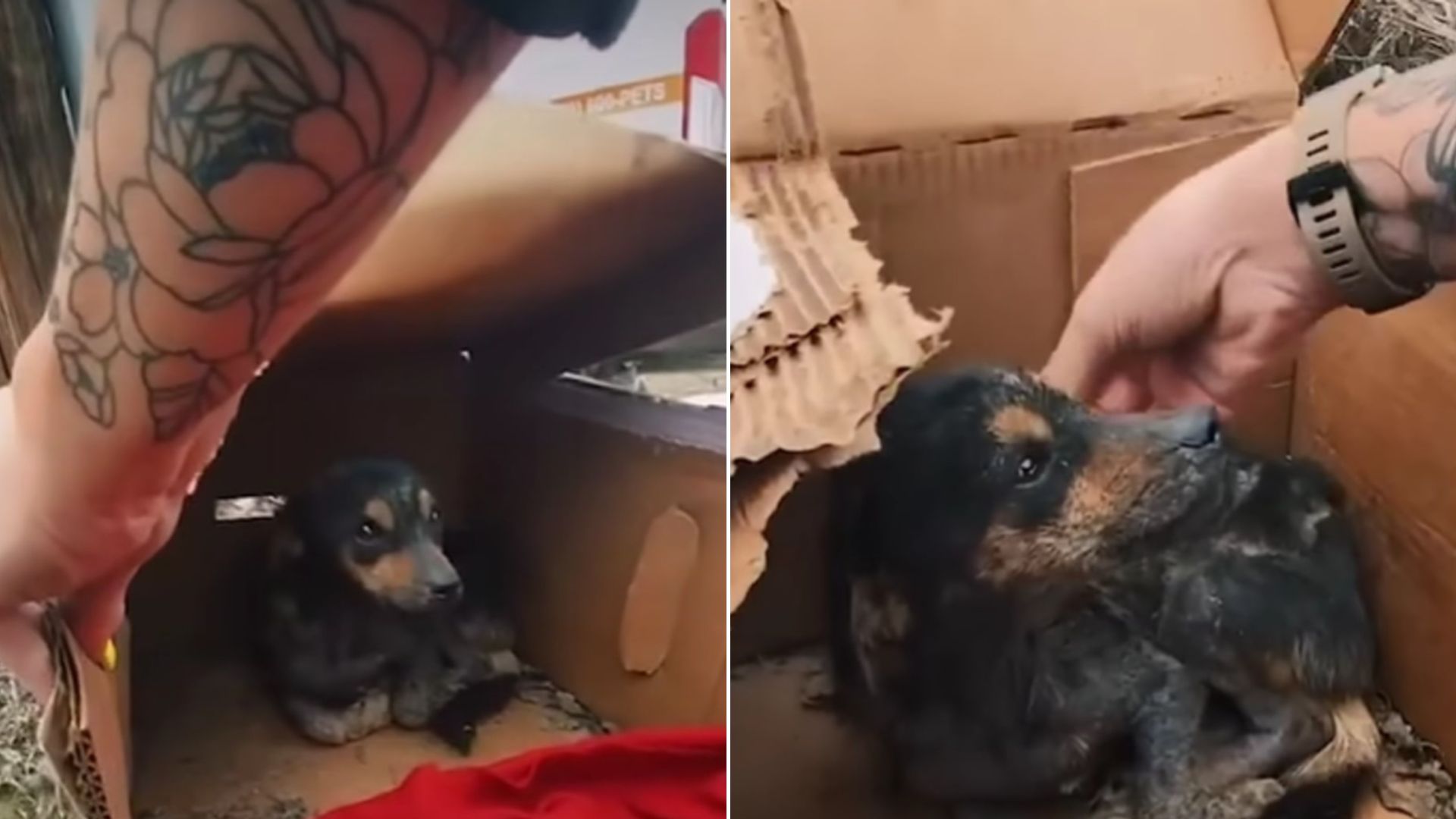 Tiny Abandoned Dog Found Hiding From The Rain In A Small Cardboard Box Now Has A Comfy Home