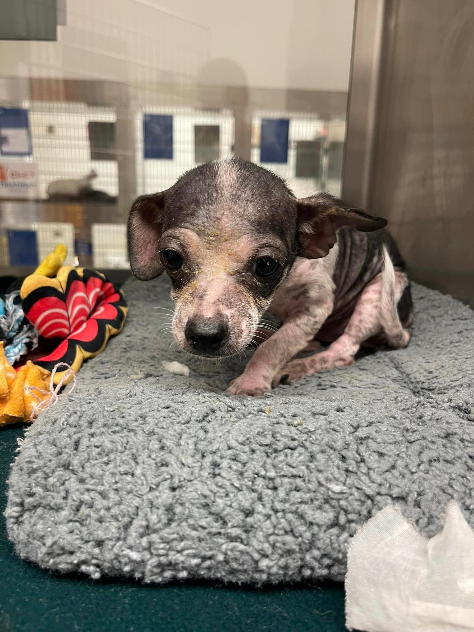 tiny chihuahua puppy in shelter