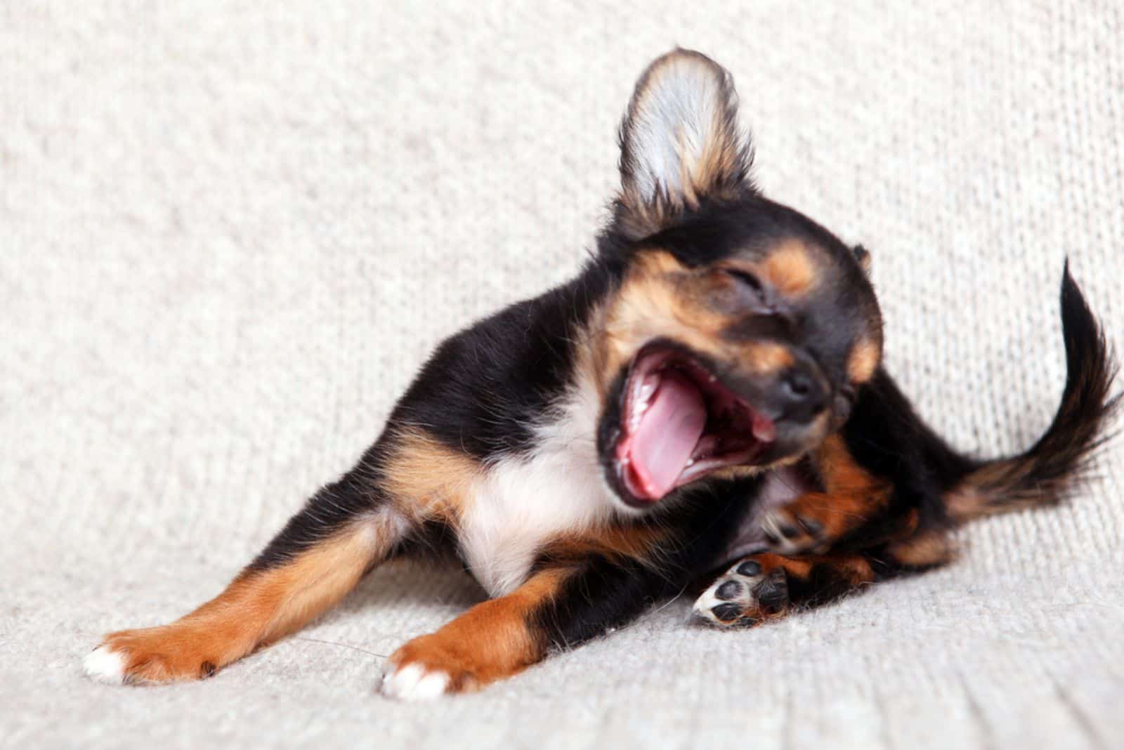 Tiny chihuahua puppy three months old on a woolen blanket