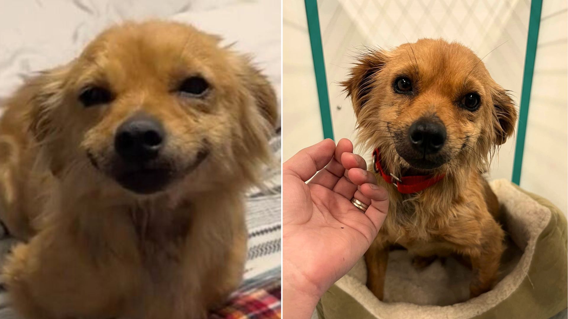 This Dog Spent Years In A Hoarding House, Now She Has A Family And The Sweetest Smile