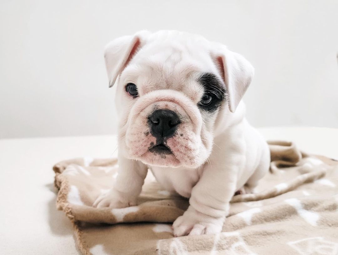 tiny english bulldog