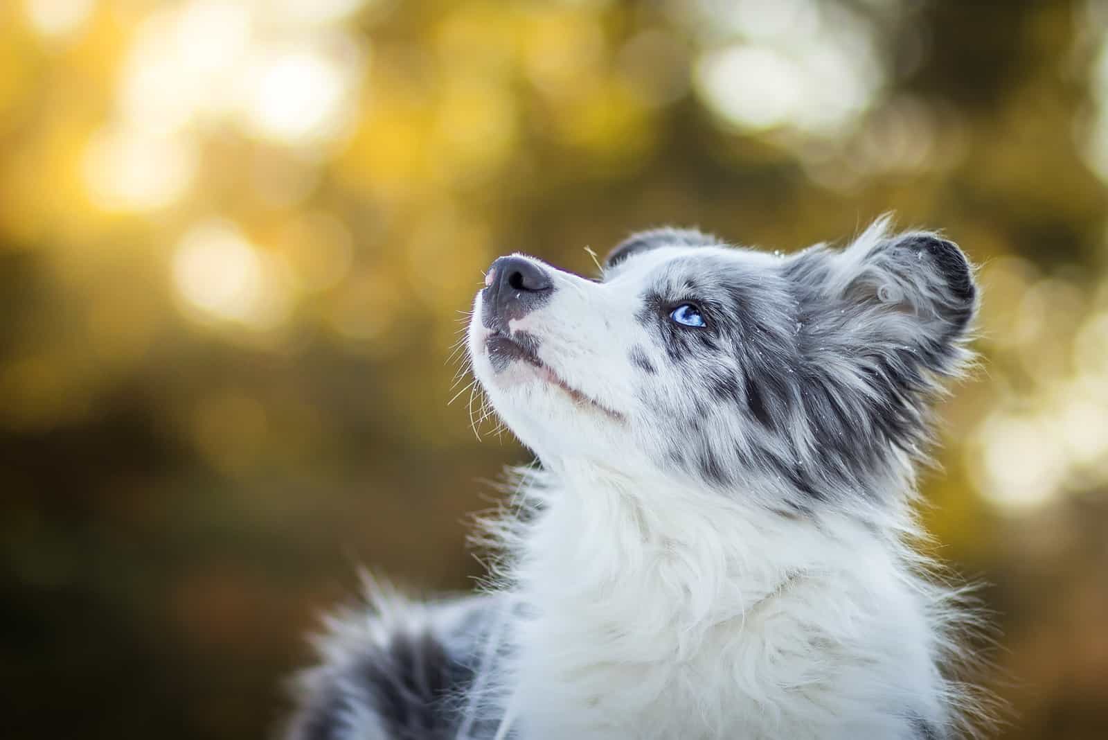 tiny blue merle border collie