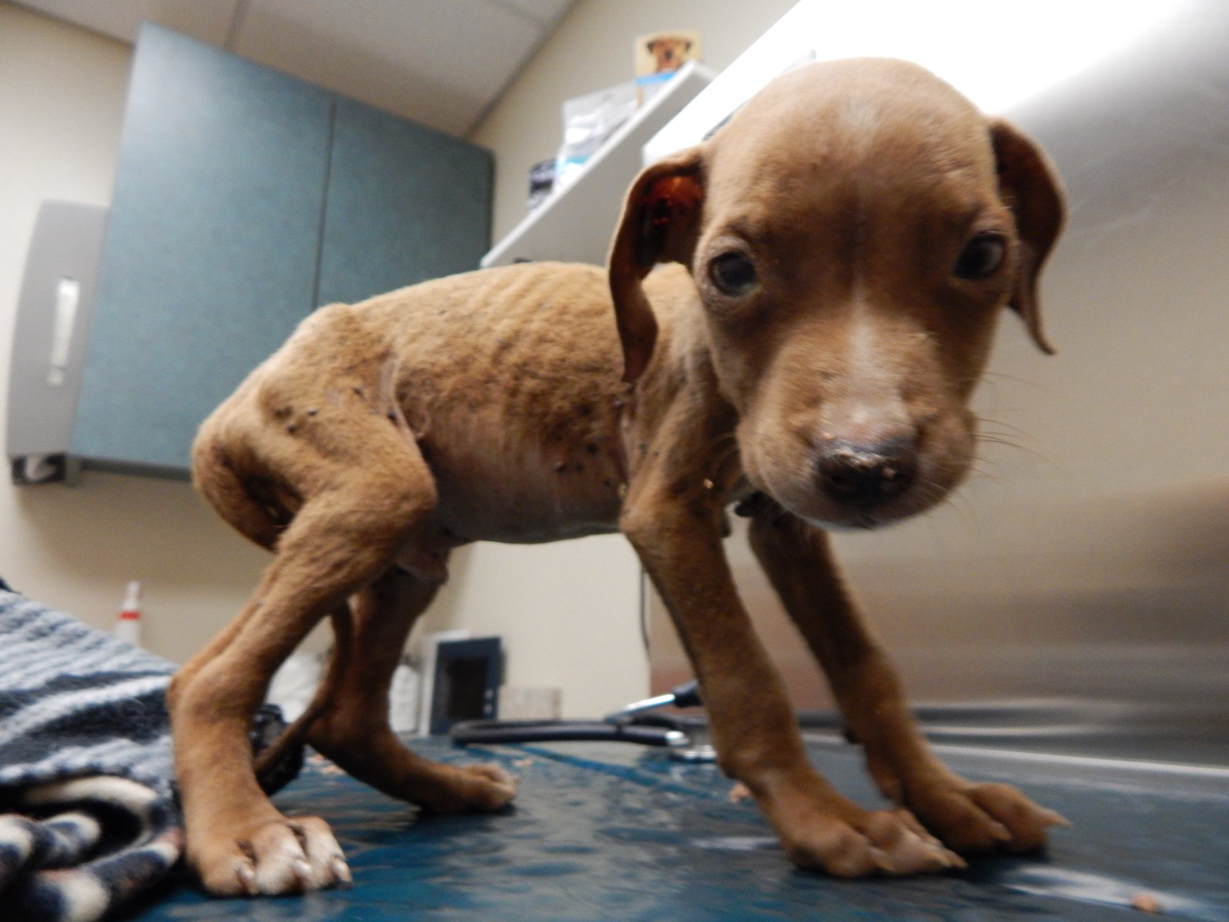 tiny pitbull standing