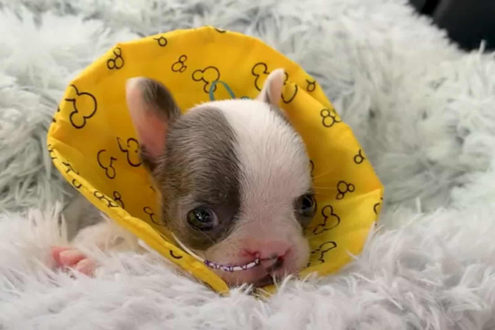 tiny puppy lying on fluffy  blanket