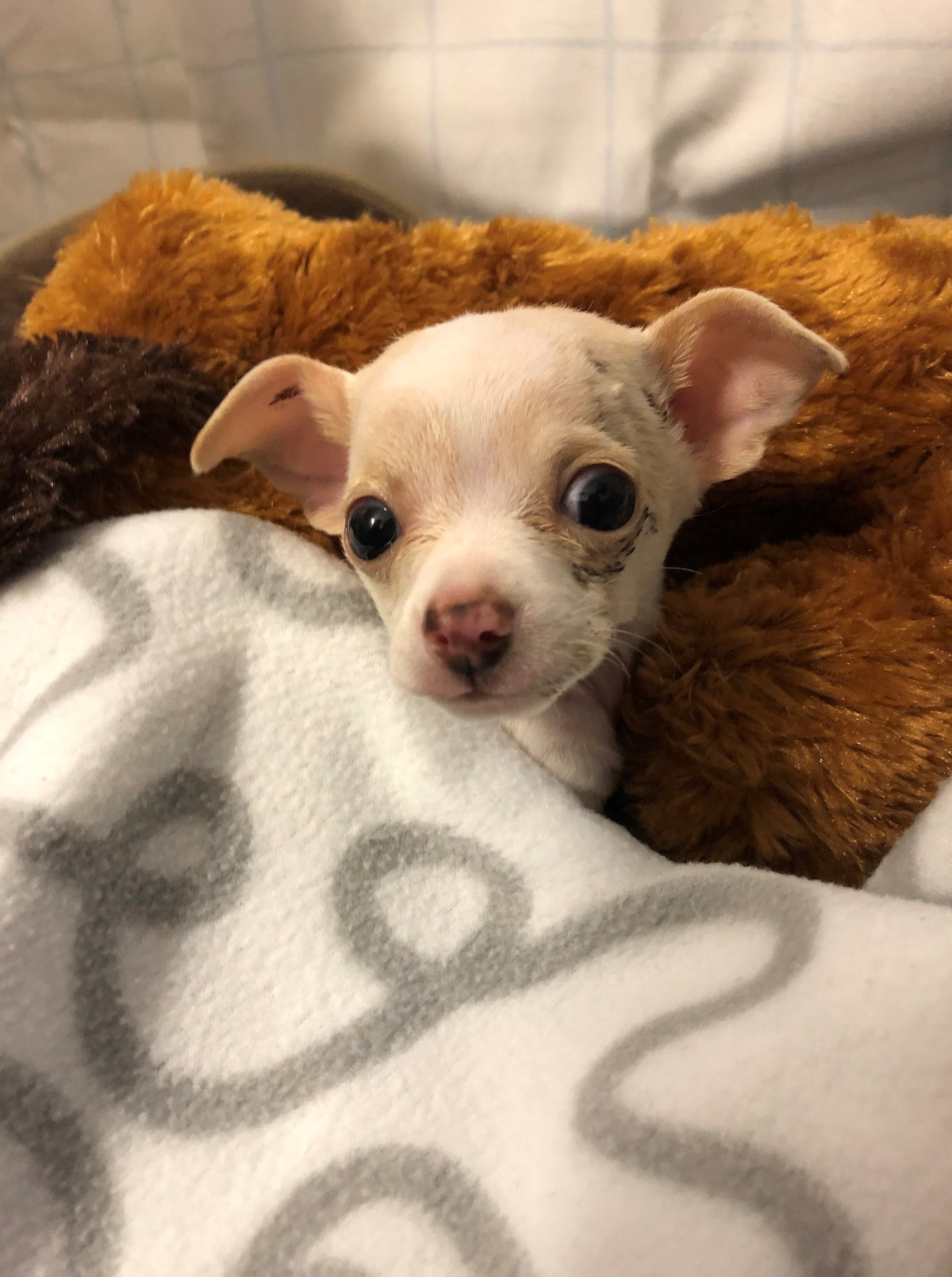 tiny puppy covered with blanket