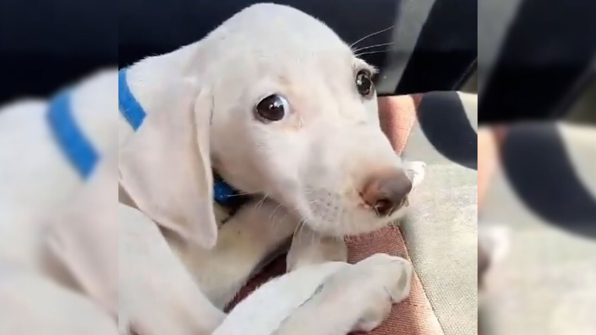 Tiny Puppy Cruelly Dumped In Trash Learns How To Be A Dog For The First Time