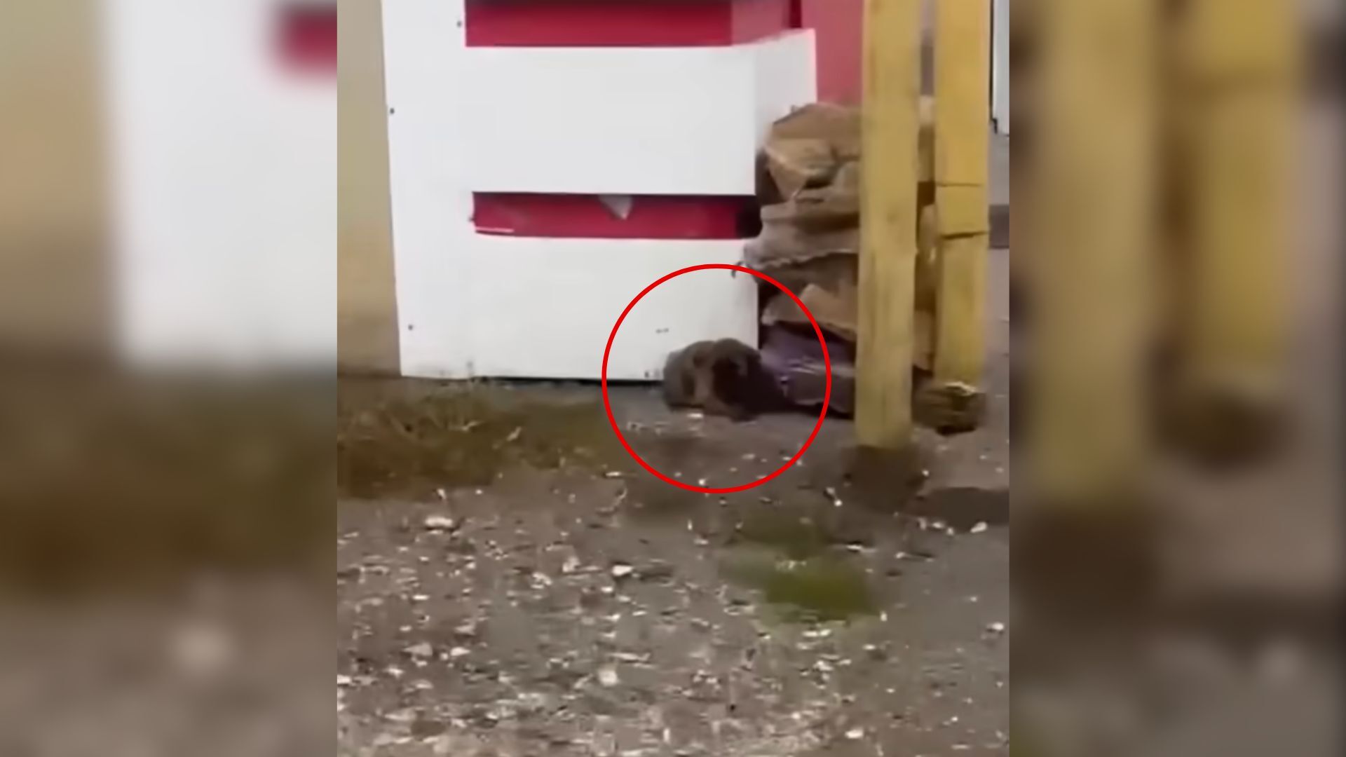 Puppy Hiding From The Heavy Rain In The Corner Of A Building Waits For Someone To Save Him