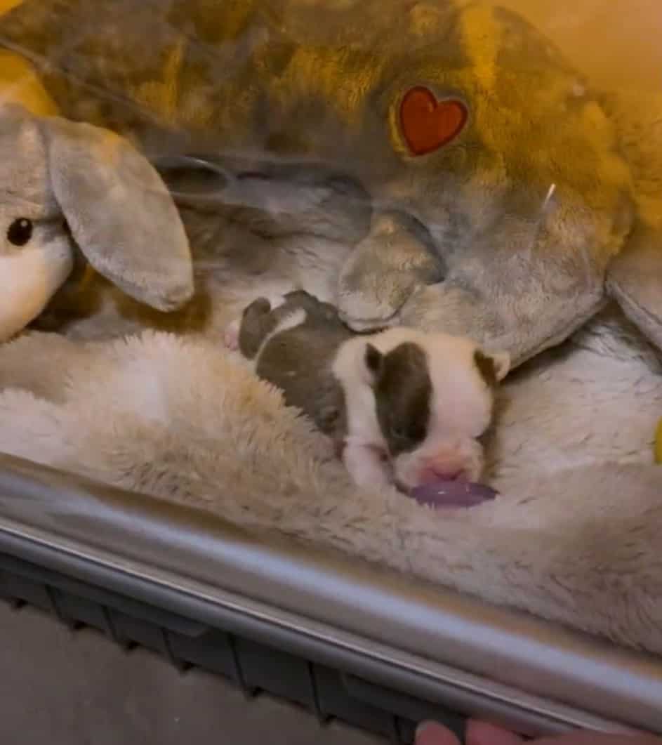 tiny puppy in incubator lying on fluffy blanket