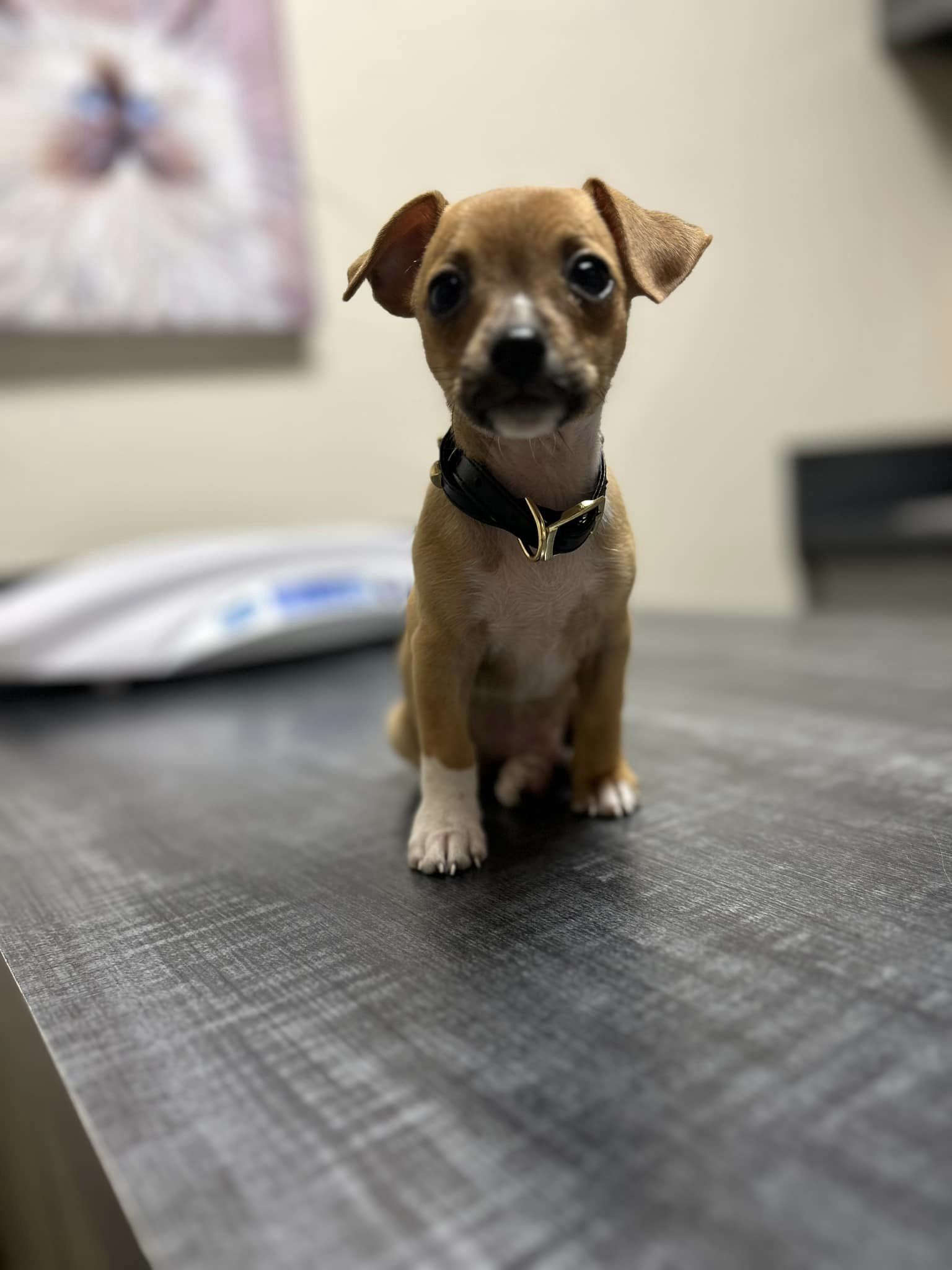 tiny puppy on a table