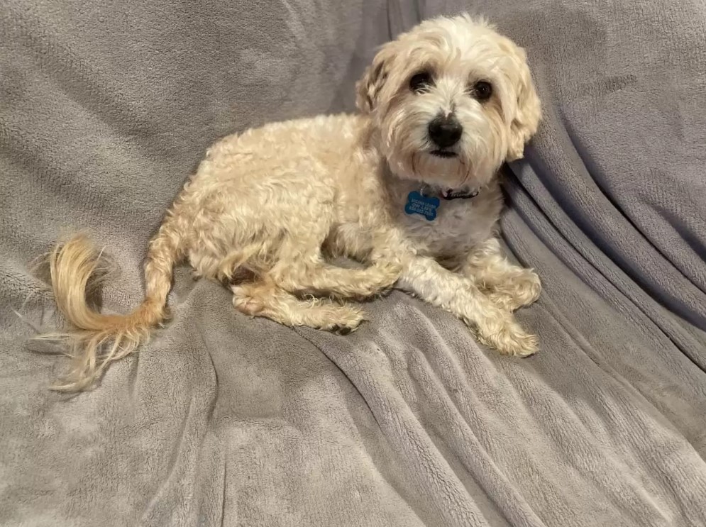 tiny puppy on blanket