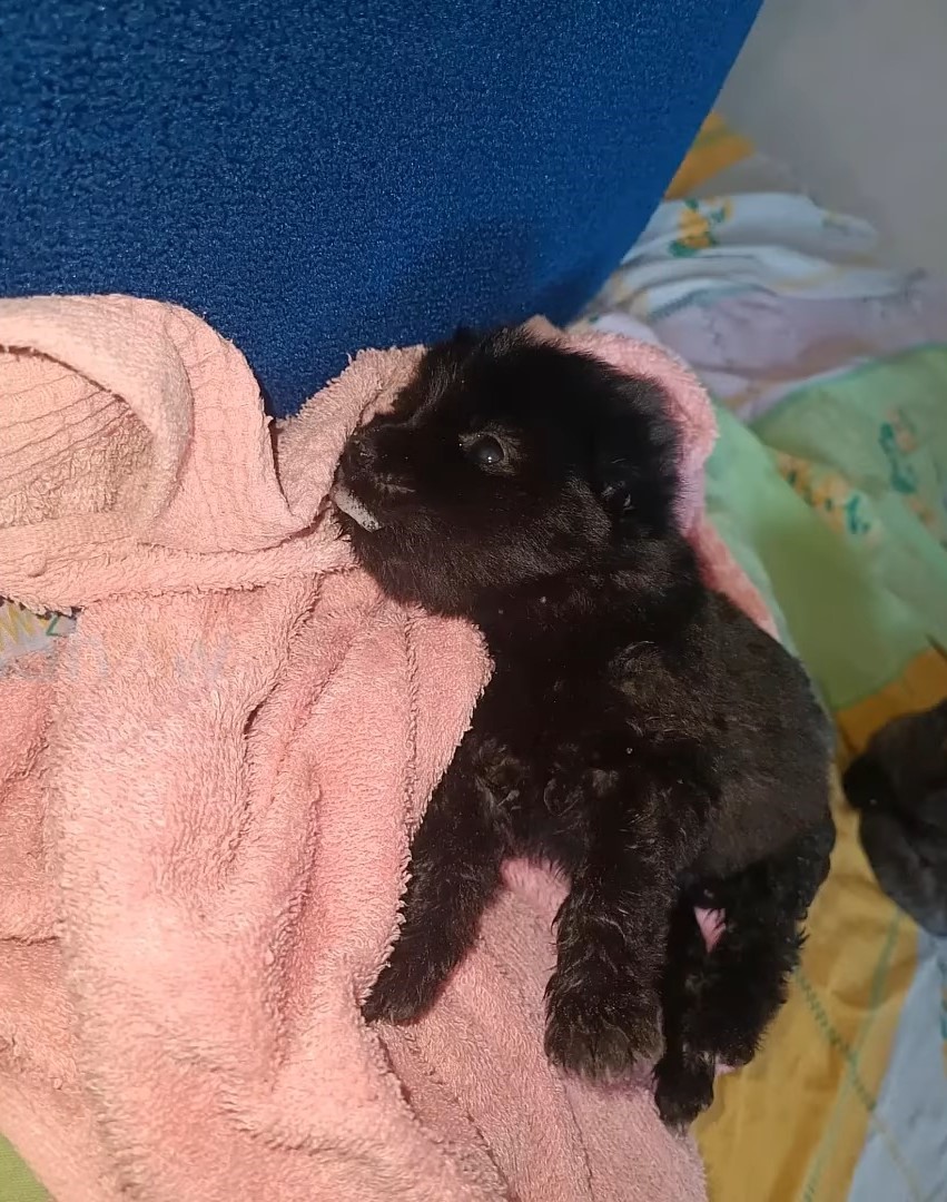 tiny puppy on the couch