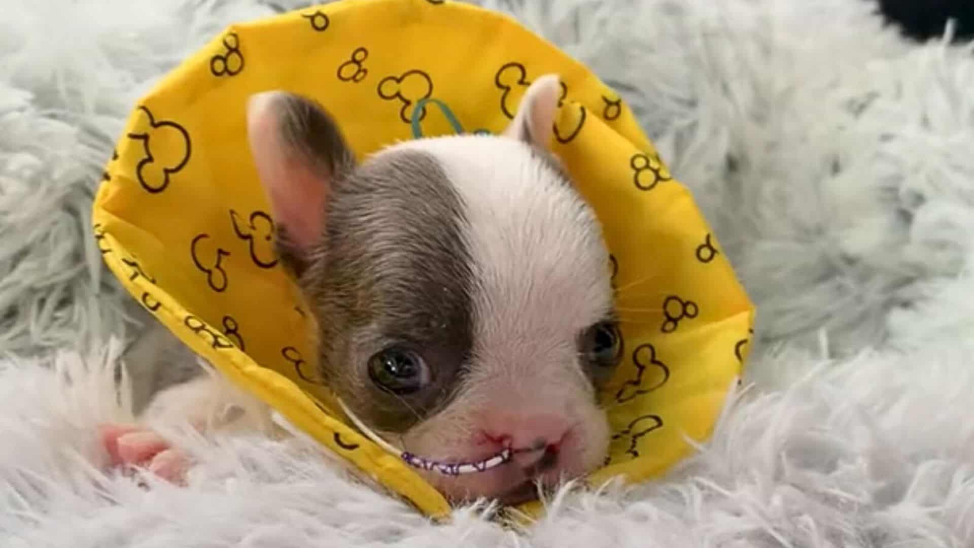 This Puppy Used To Be In An Incubator, But Now He’s A Normal Dog