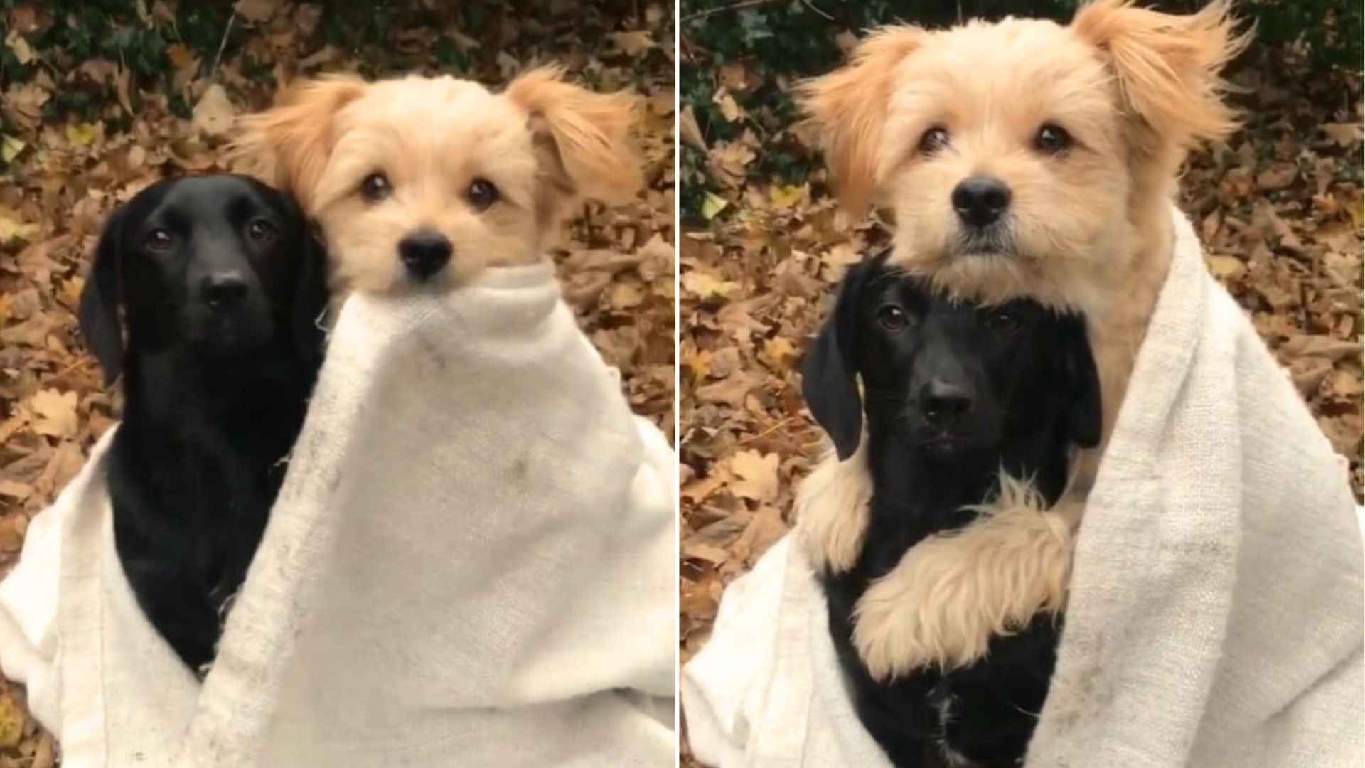 This Pup’s Reaction During The Fall Photoshoot Will Melt Your Heart