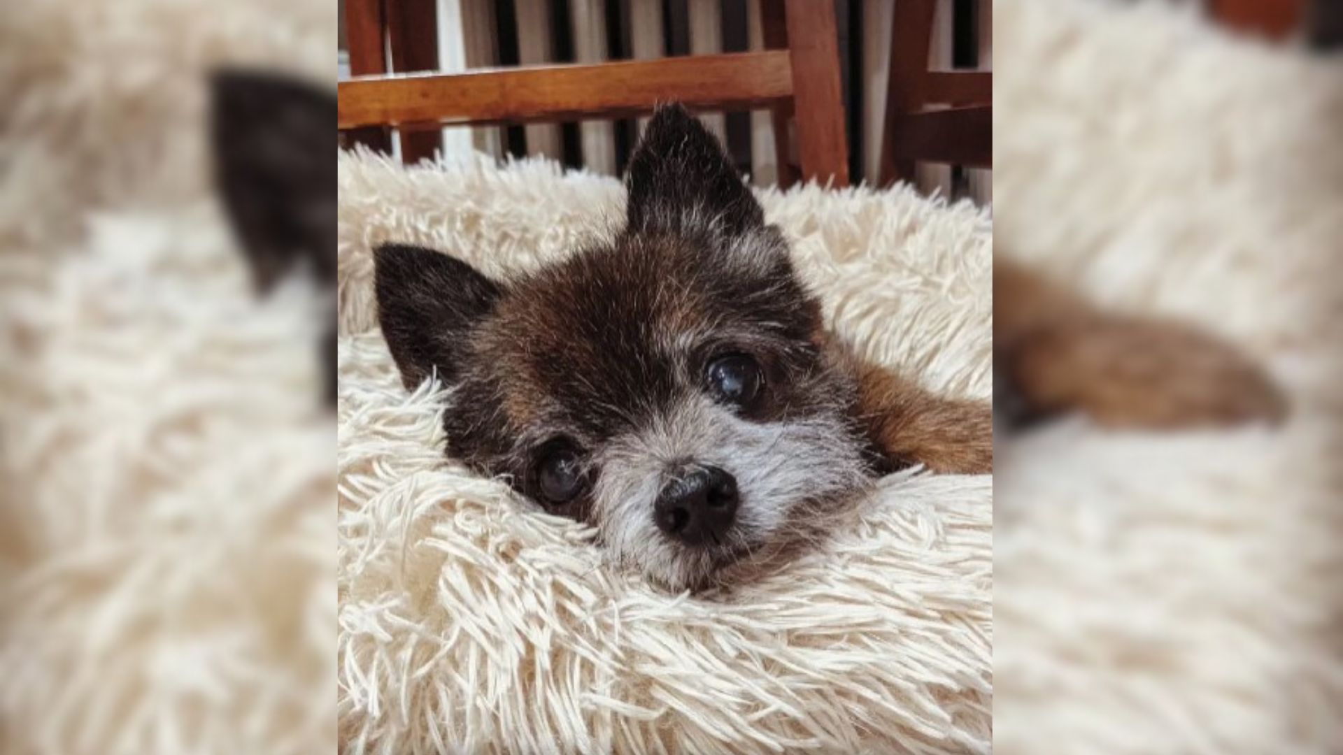 Small, Terrified Dog Who Was Doing His Best To Survive The Streets Of Virginia Finally Gets His Happily Ever After