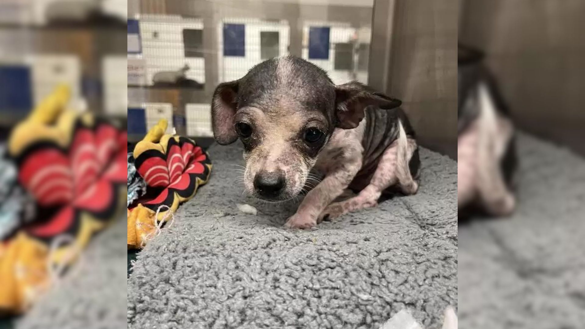 Tiny Shelter Chihuahua Puppy Gets Showered With Love And Turns Into A ‘Different Pup’