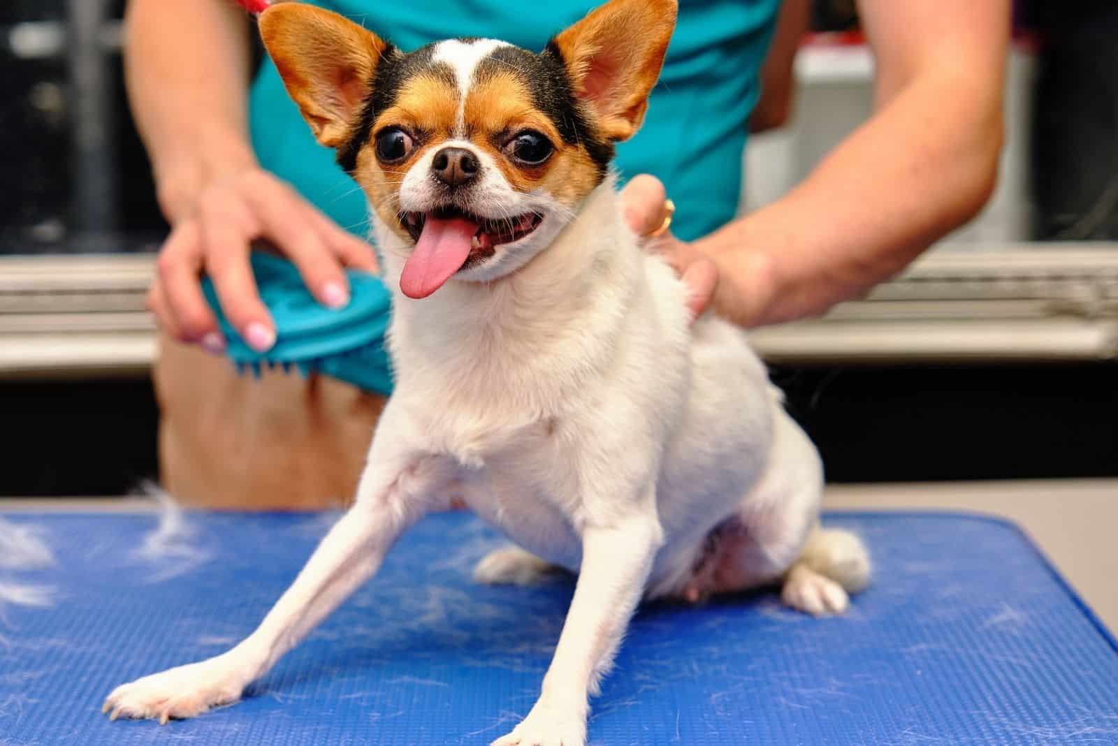 tiny short haired chihuahua is being combed with a grooming brush