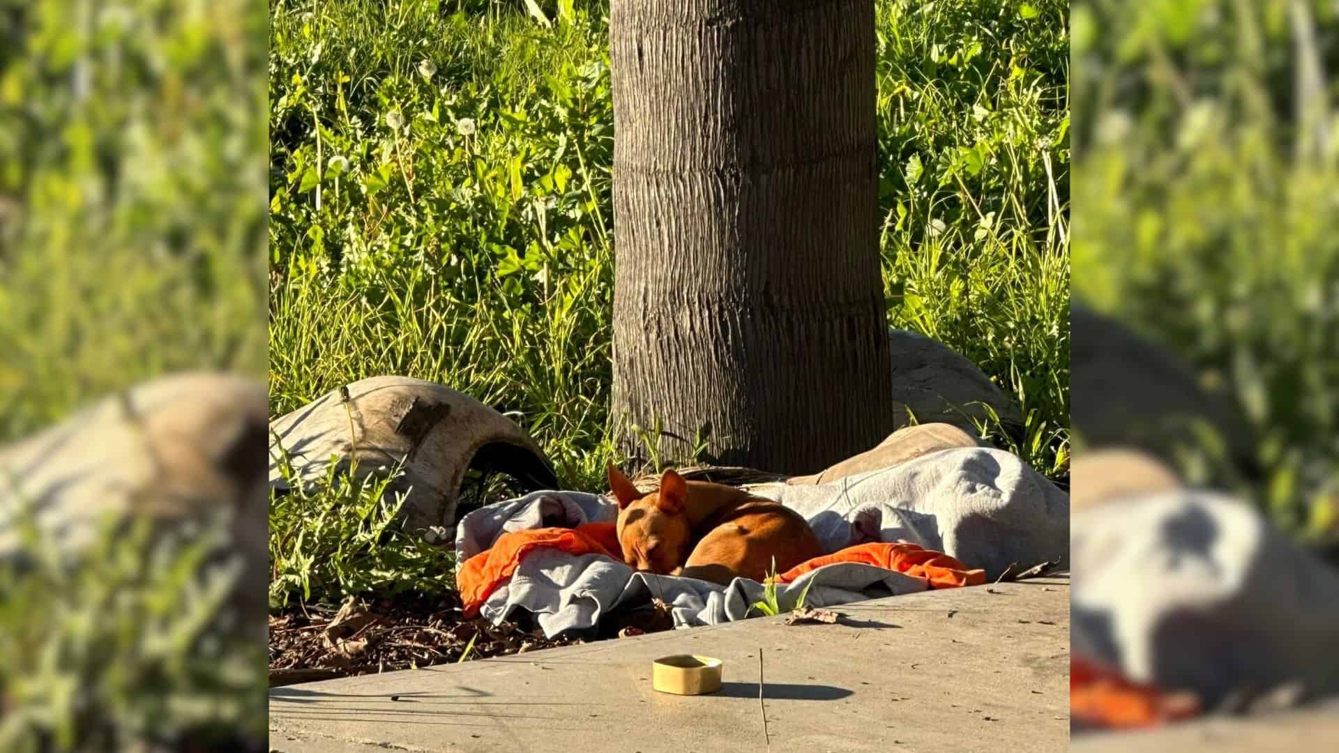 Construction Workers Noticed A Stray Dog Wandering Around And Realized That He Desperately Needs Help